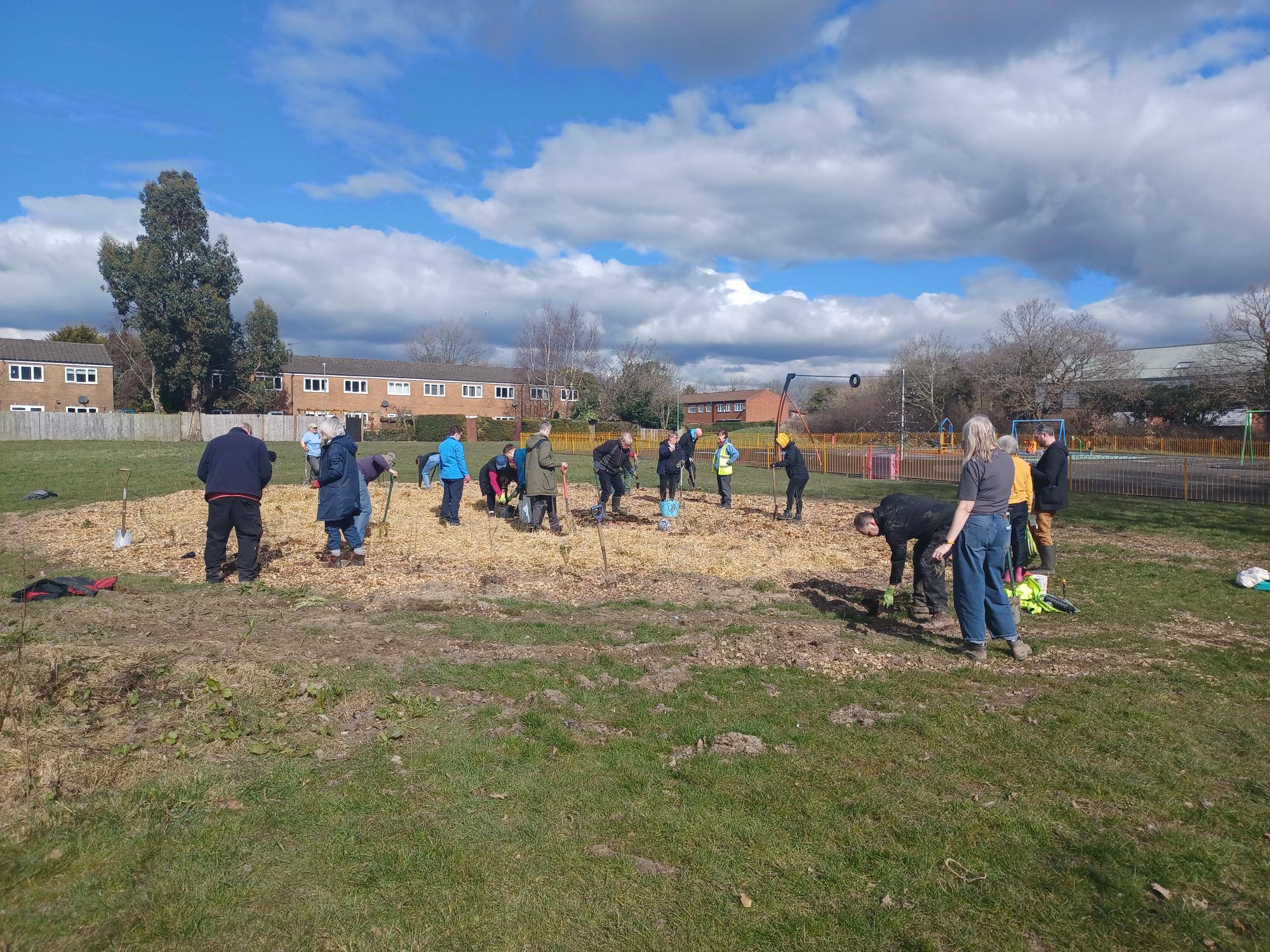 19 people working together digging and planting the trees