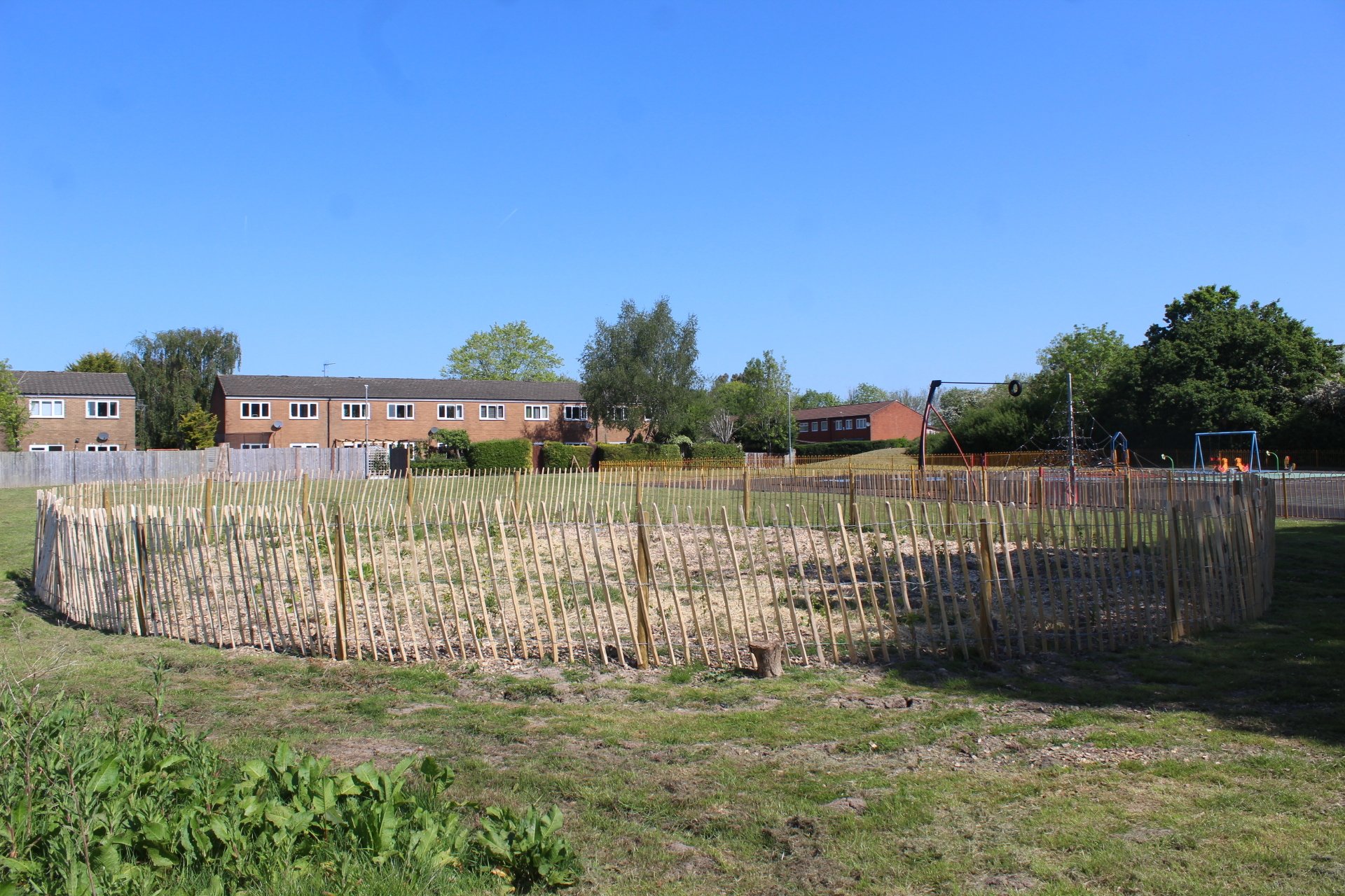 Picture of the trees taking shape and the fence