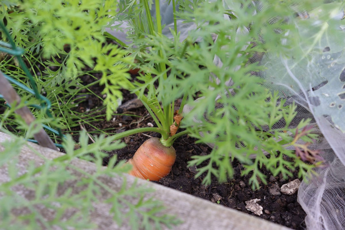 A carrot with the green leaves coming out the top towards the camera