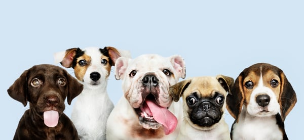 Pet Ownership
